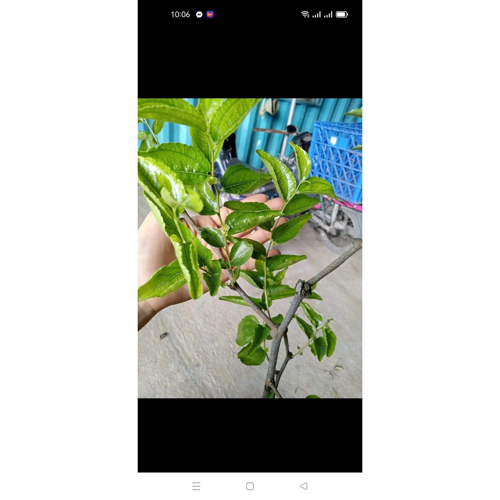 Cây táo tàu hồ lô - hồng táo hồ lô  đang hoa sắp trái cây cao 90-100cm - ship toàn quốc