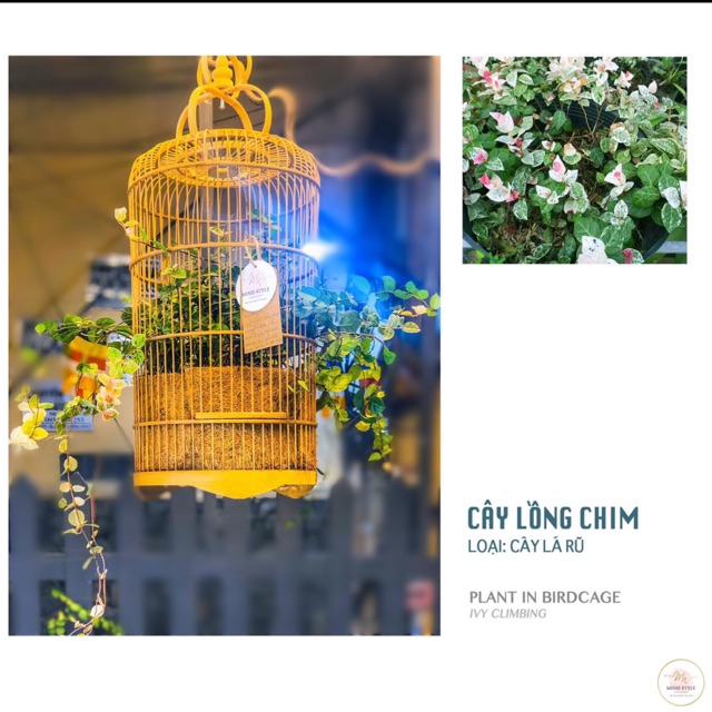 Lồng chim trồng cây