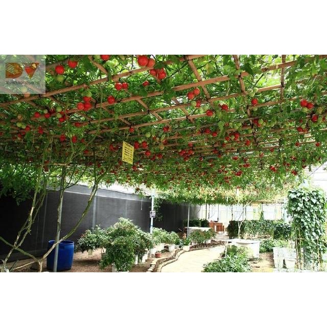 50H - #Hạt_Giống_Cà_Chua_Leo_Giàn