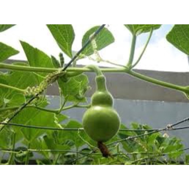 Hạt giống bầu hồ lô mini, tỷ lệ này mầm cao