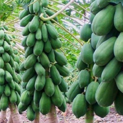 Hạt Giống Đu Đủ Siêu Ngọt Thái Gói 20 Hạt/gói