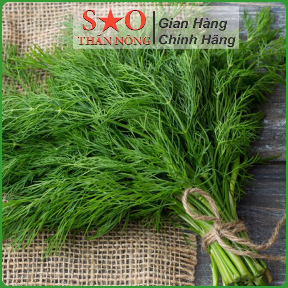 Hạt giống rau Thì là Sao Thần Nông cao sản thời vụ quanh năm