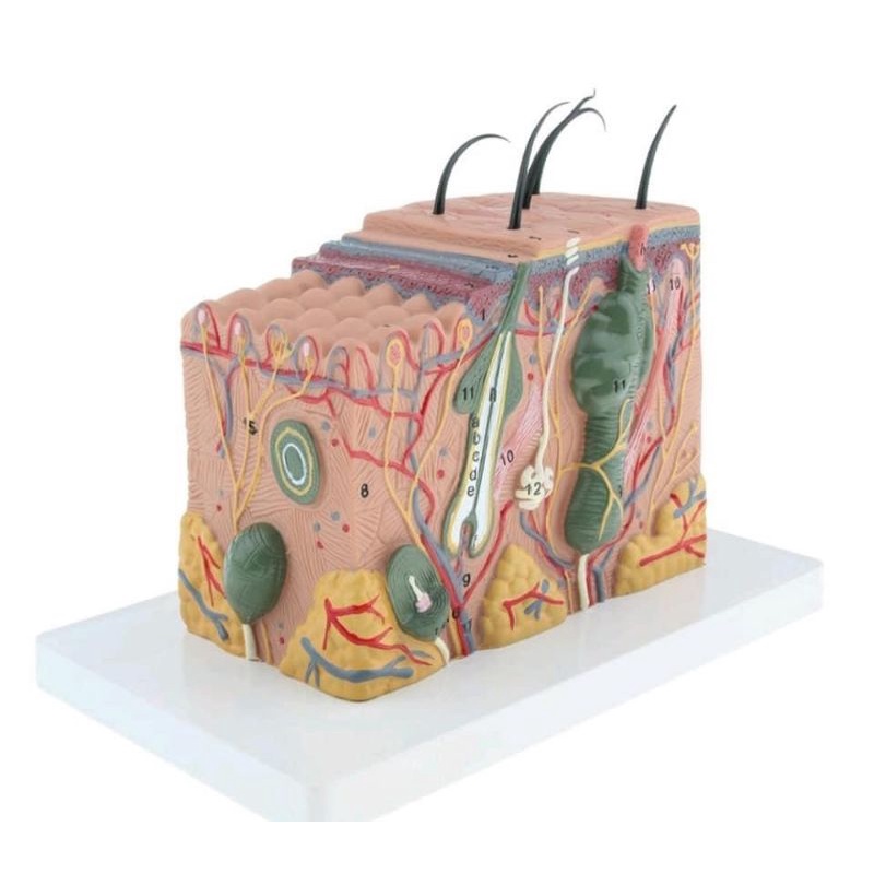 Mô hình giải phẫu cấu trúc da