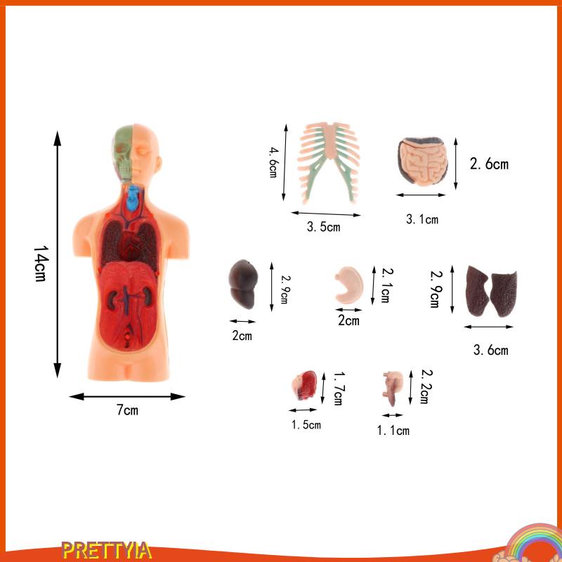 Mô Hình Cơ Thể Người 3D DIY Độc Đáo