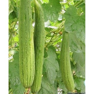 Hạt giống mướp hương Thái 10 hạt