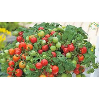 hạt giống Cà Chua lùn cảnh dễ trồng