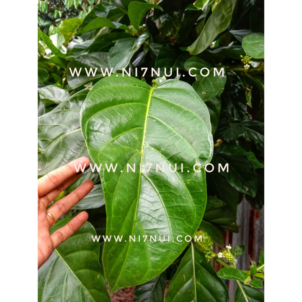 Lá nhàu tươi 200g - shop Ni Bảy Núi An Giang