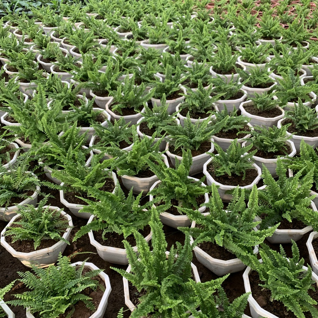 Cây dương xỉ lá xoắn treo chậu bán kính 30cm, chậu cây treo trang trí ban công, sân vườn, thanh lọc không khí