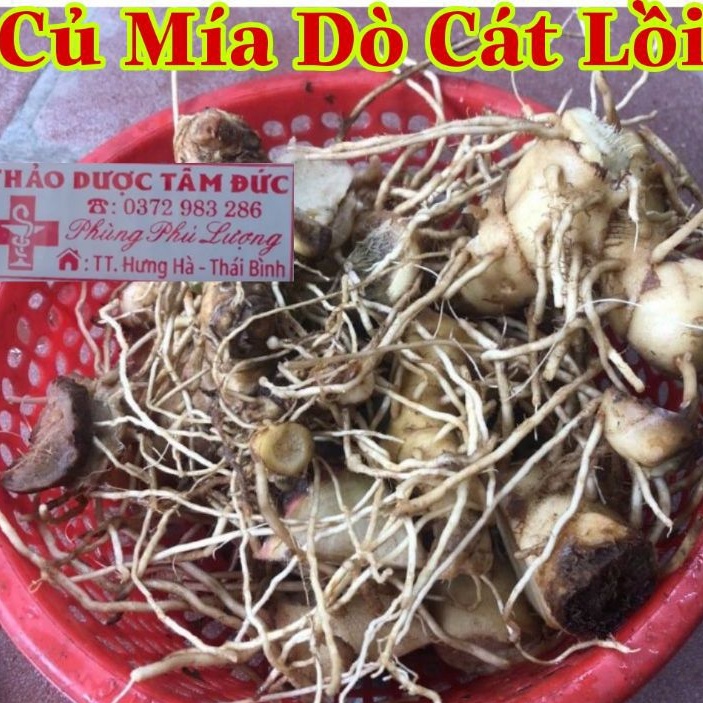 1KG Củ Mía Dò  Khô