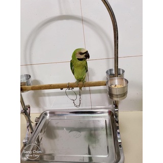 Xích chân chim vẹt ngực hồng ( két), sun ...