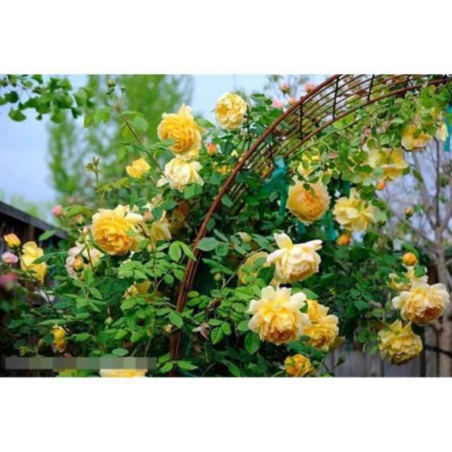 Gói 20 Hạt giống hoa Hồng leo Pháp mix (Tặng gói kích mầm, hướng dẫn ươm) ĐẠI GIẢM GIÁ TẾT