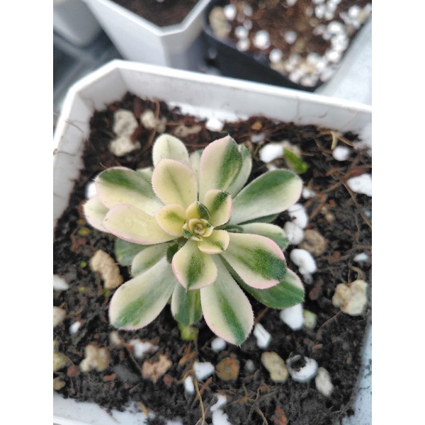 cây Sen Đá Aeonium Var. cây mini nhé.