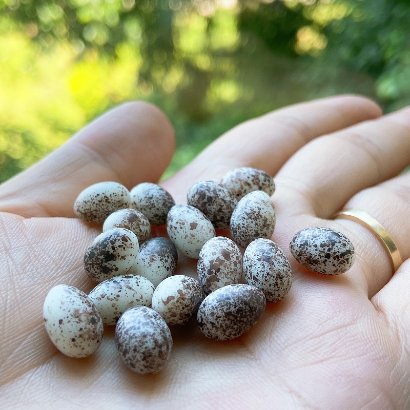 Tiểu cảnh mini ❤️ Gia đình gà con tiểu cảnh trang trí sen đá, sân vườn, bể cá, bể terrarium