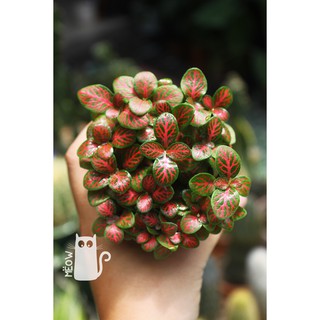 Lá may mắn - Cẩm nhung - Fittonia gân đỏ | Cây để bàn làm việc