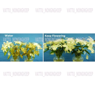 Nước cắm hoa lâu tàn Keep Flowering (1000ml)