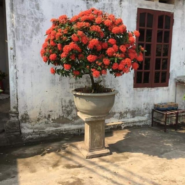 Cây giống mẫu đơn
