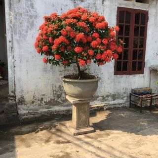 Cây giống mẫu đơn