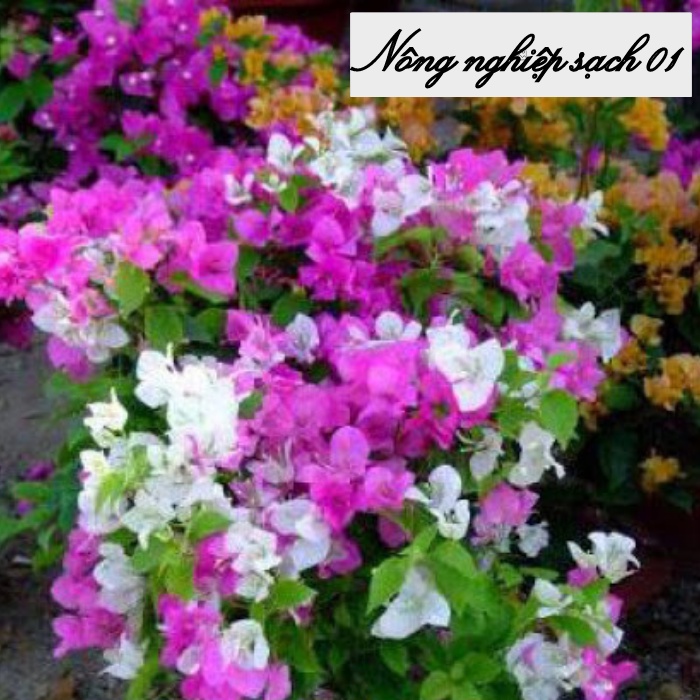 Phân bón cho hoa giấy, kích hoa giấy sai hoa, nở đồng loạt, màu sặc sỡ - 1 lít