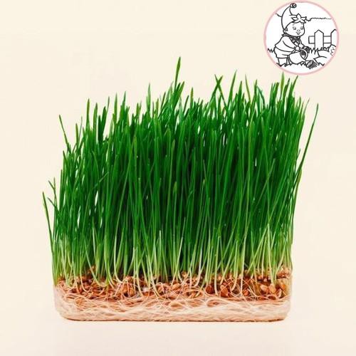 HẠT MẦM LÚA MẠCH - GÓI 100 GRAM