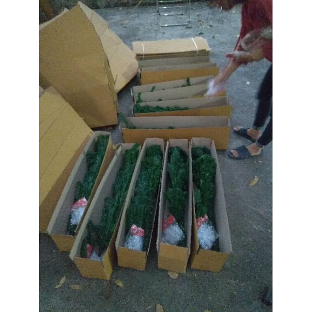 Combo cây thông noel 1m50   dáng cây dày , tán rộng, màu xanh thật