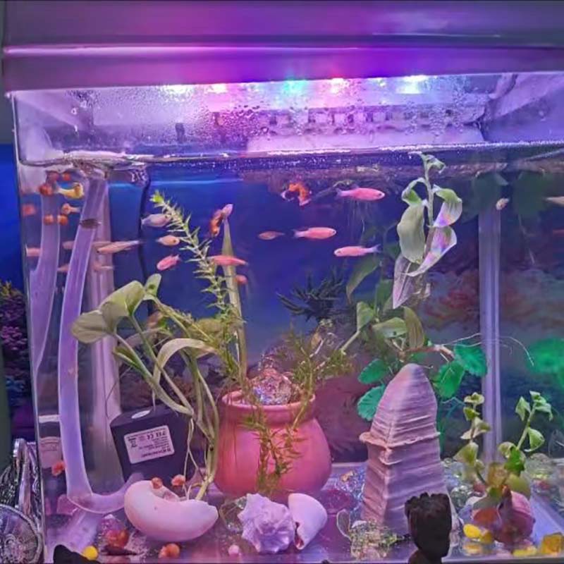 AQUARZOO Aquarium Fish Tank LED light RGB,Lampu Aquarium LED Light for Plant,Blue Red LED Light WRGB Aquarium Light