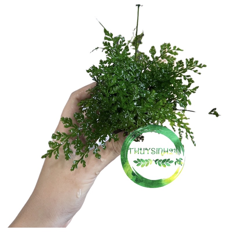 Dương xỉ châu phi mini - cây thuỷ sinh | cây dương xỉ thuỷ sinh