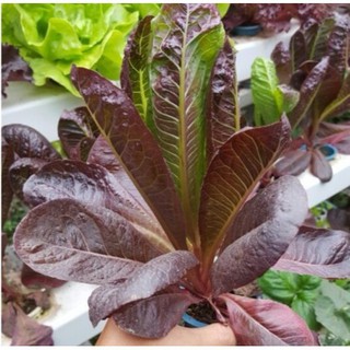 Hạt giống xà lách Romaine Tím