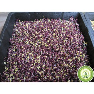 Hạt Giống Rau Mầm Cải Tím Malady