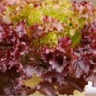 2gram HẠT GIỐNG XÀ LÁCH TÍM DỄ TRỒNG