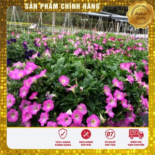 Hạt giống hoa Dạ Yến Thảo Rủ Nhiều Màu
