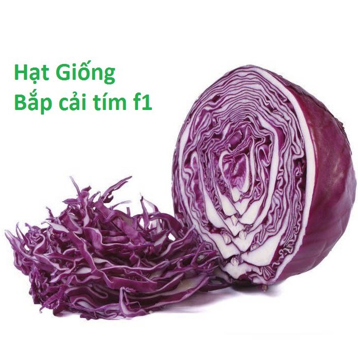 Hạt giống Bắp cải cuộn tím, Bắp cải cuộn xanh F1 - Cải thảo Dược bắp cuộn