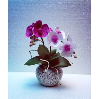 Hoa Lan Hồ điệp đất sét