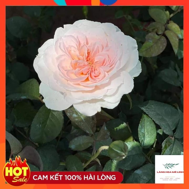 Hoa hồng Tranquility rose[SIÊU THƠM - SIÊU ĐẸP- Đường kính trung bình 4″. 60 cánh hoa lớn, mọc thành chùm, cụm nhỏ