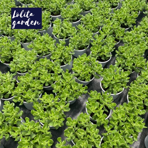 Sen đá thạch bích lá xoăn Đà Lạt size trung bình cây cảnh trang trí nhà cửa Lolita garden