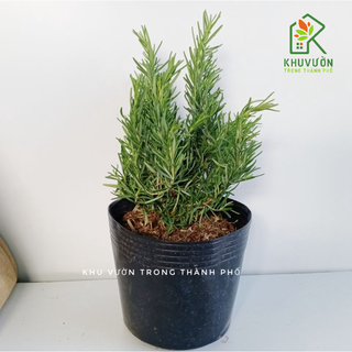 Cây hương thảo, cây rosemary thuần khí hậu sài gòn