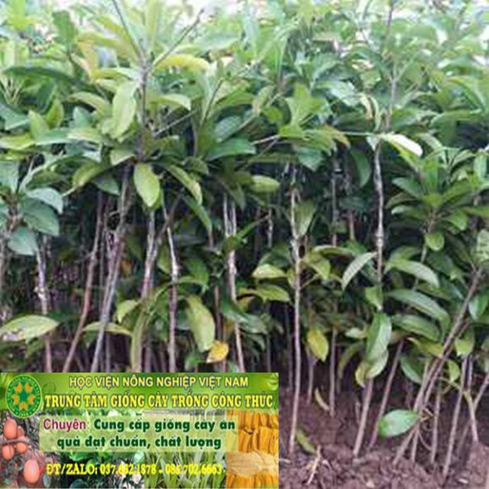 cây hồng xiêm xoài + Tặng (0,3kg) phân hữu cơ cao cấp