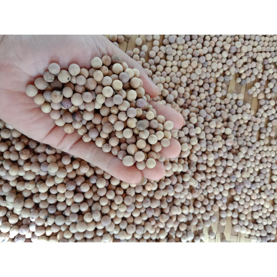 Hạt giống đàn hương trắng 50 hạt