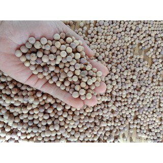 Hạt giống đàn hương trắng 50 hạt
