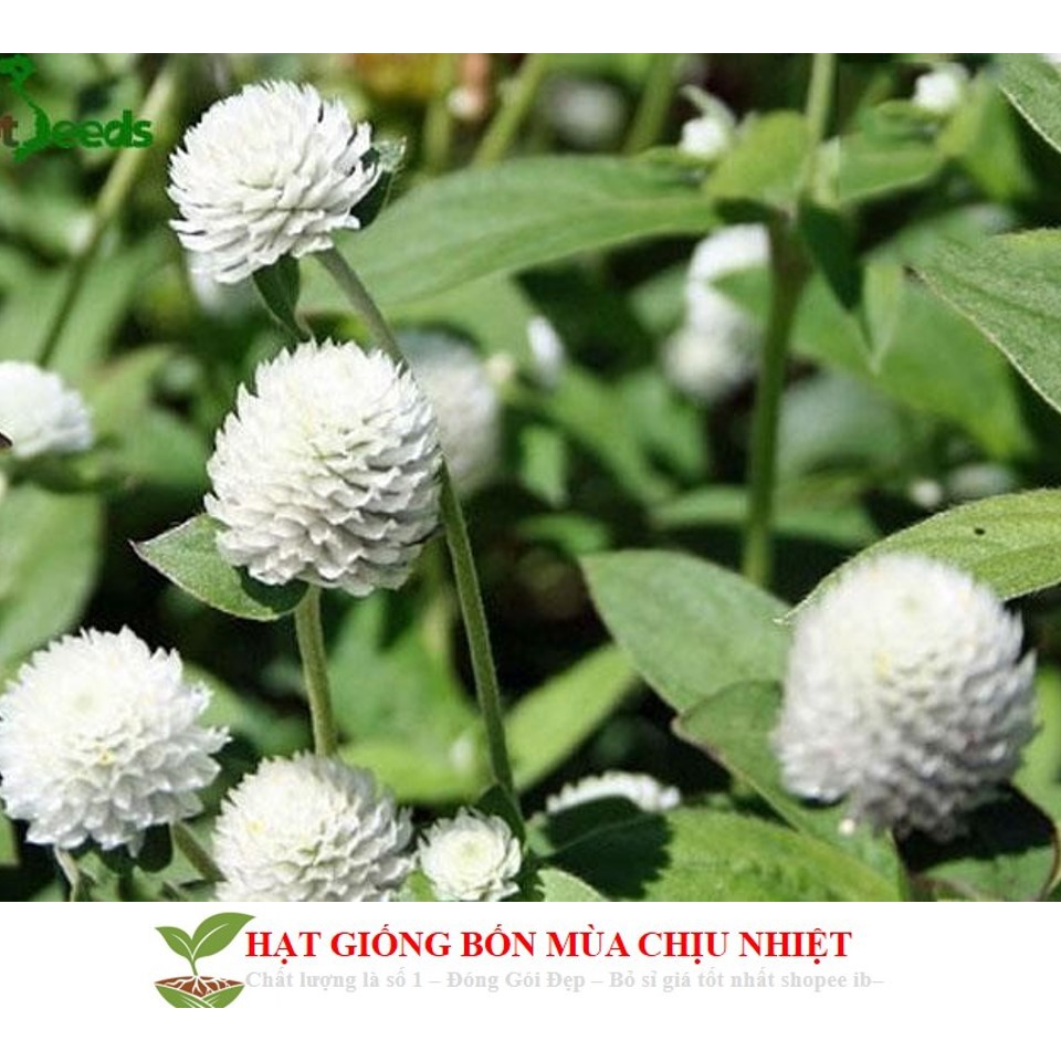 Hạt giống cúc bách nhật mini mix màu ĐẾN MÙA TRỒNG TẾT