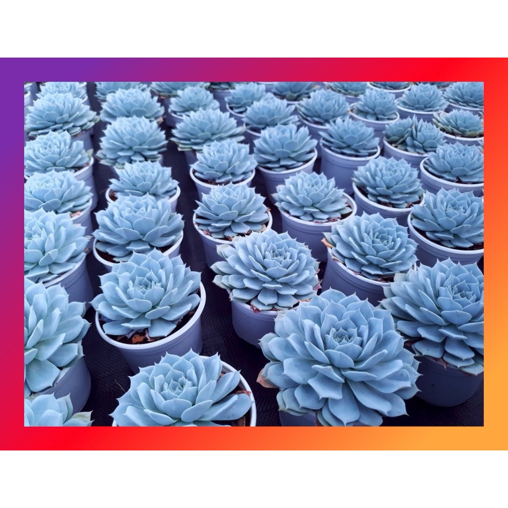 Sen đá ngọc trinh SONDA GARDEN size trung bình 10-12cm, cây cảnh trang trí nhà cửa, lỗi 1 đổi 1