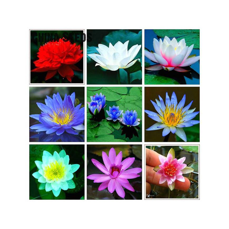 Hạt giống hoa súng