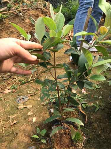 Cây sim giống cao 35cm