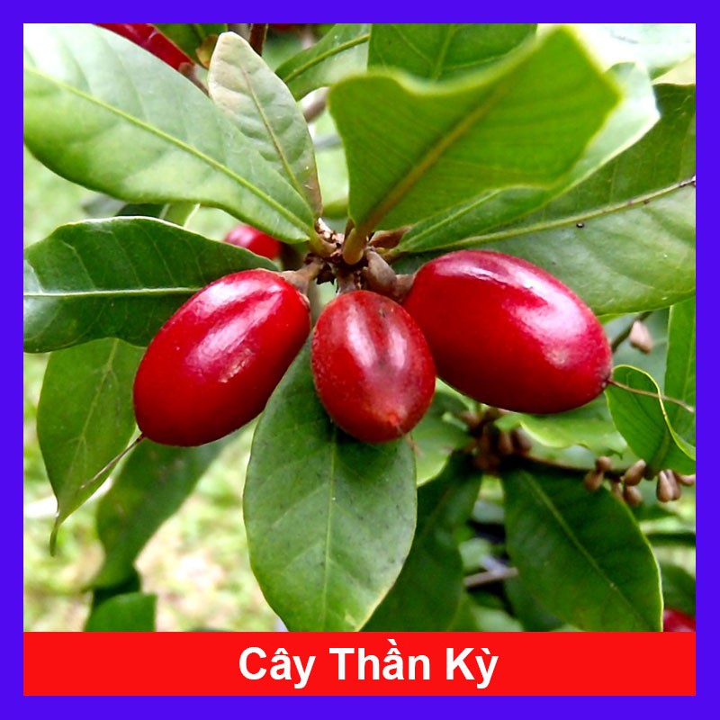 Cây thần kỳ - cây cảnh đẹp - có chức năng làm thay đổi vị giác