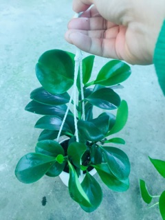 TRƯỜNG SINH XANH CHẬU TREO MINI