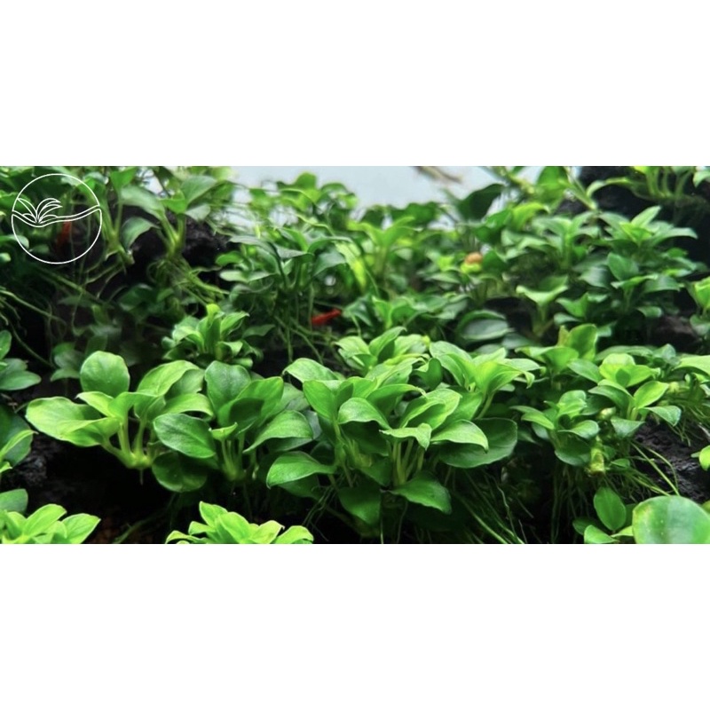 Anubius Nana Petite - Ráy Nana Petite(Lá Cạn/Nước) - Cây Thuỷ Sinh