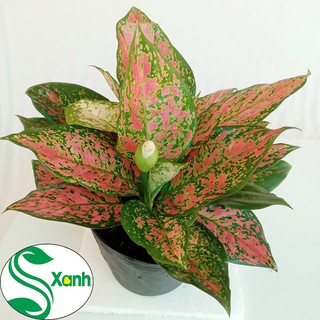 Cây Vạn Lộc 3 - 4 cây - Cây Phong Thủy