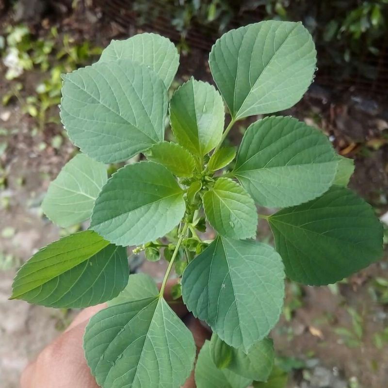 Bộ 25 Bông Tai Hình Cỏ Khô Từ Cỏ Ba Lan Màu Xanh Lá Thiên Hà Châu Á Acalypha Australis