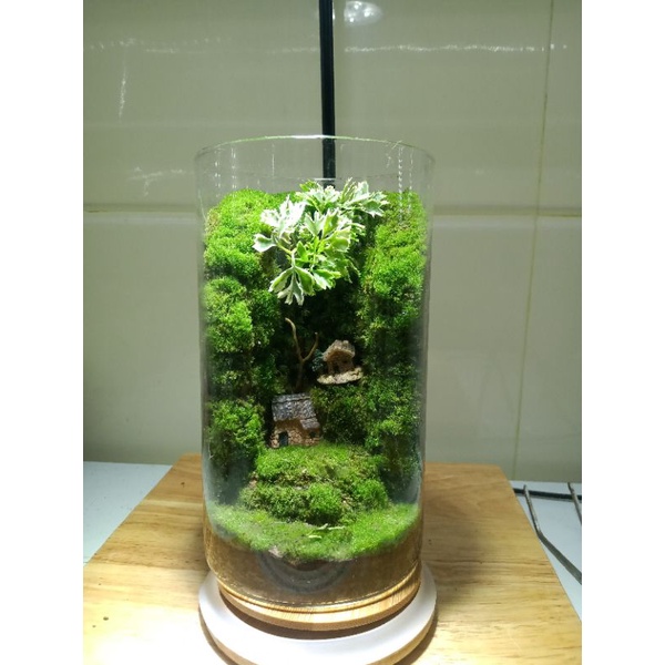 Đèn đế gỗ 5w và 3w dùng trong terrarium, thủy sinh, tiểu cảnh....