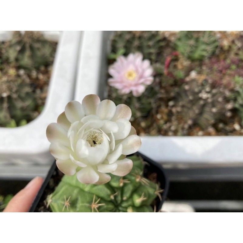 Xương rồng gym vân size 5~6cm
