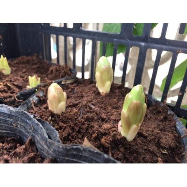 Củ hoa ly lùn trồng tết, củ đẹp